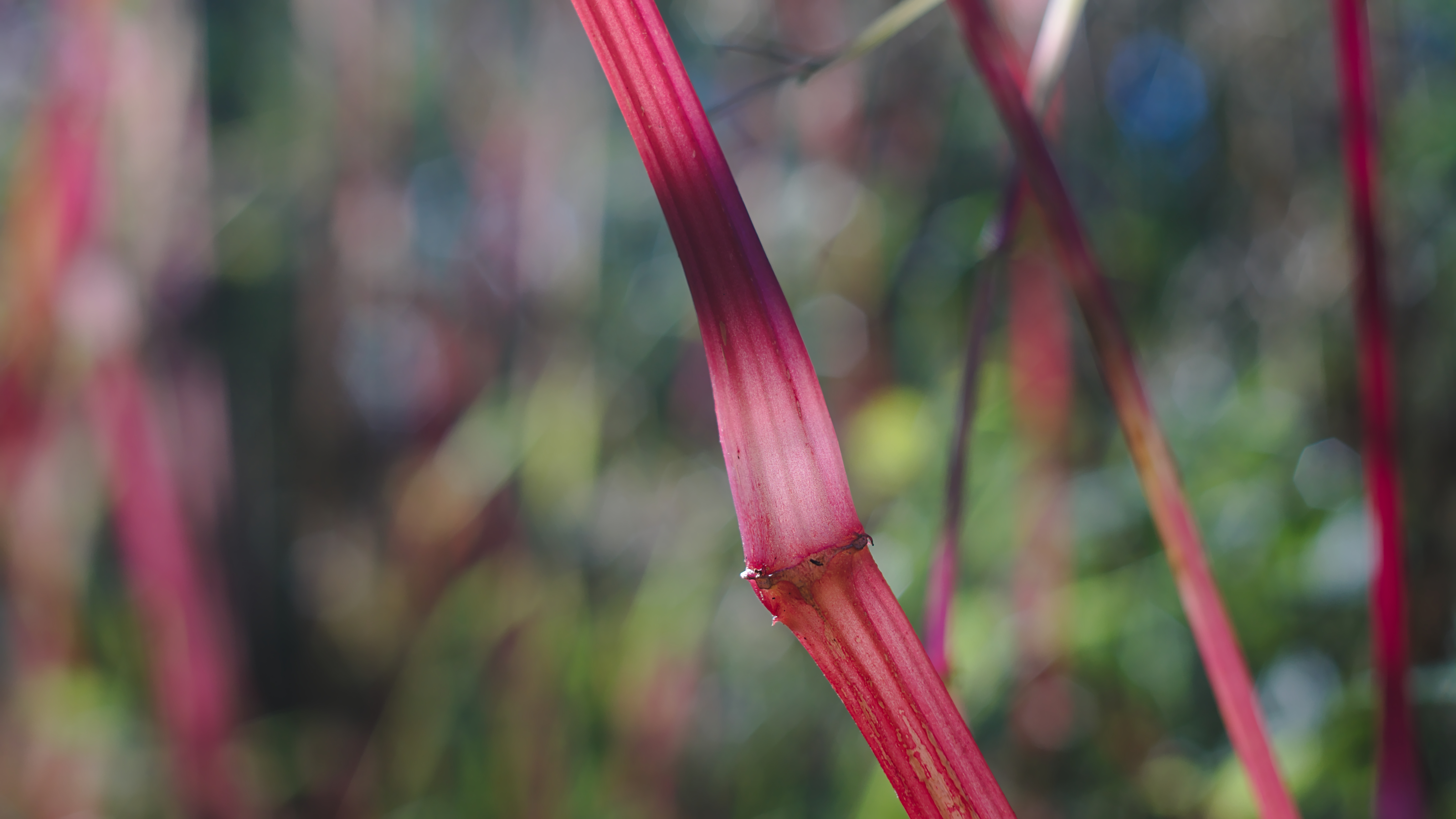red straw bokeh