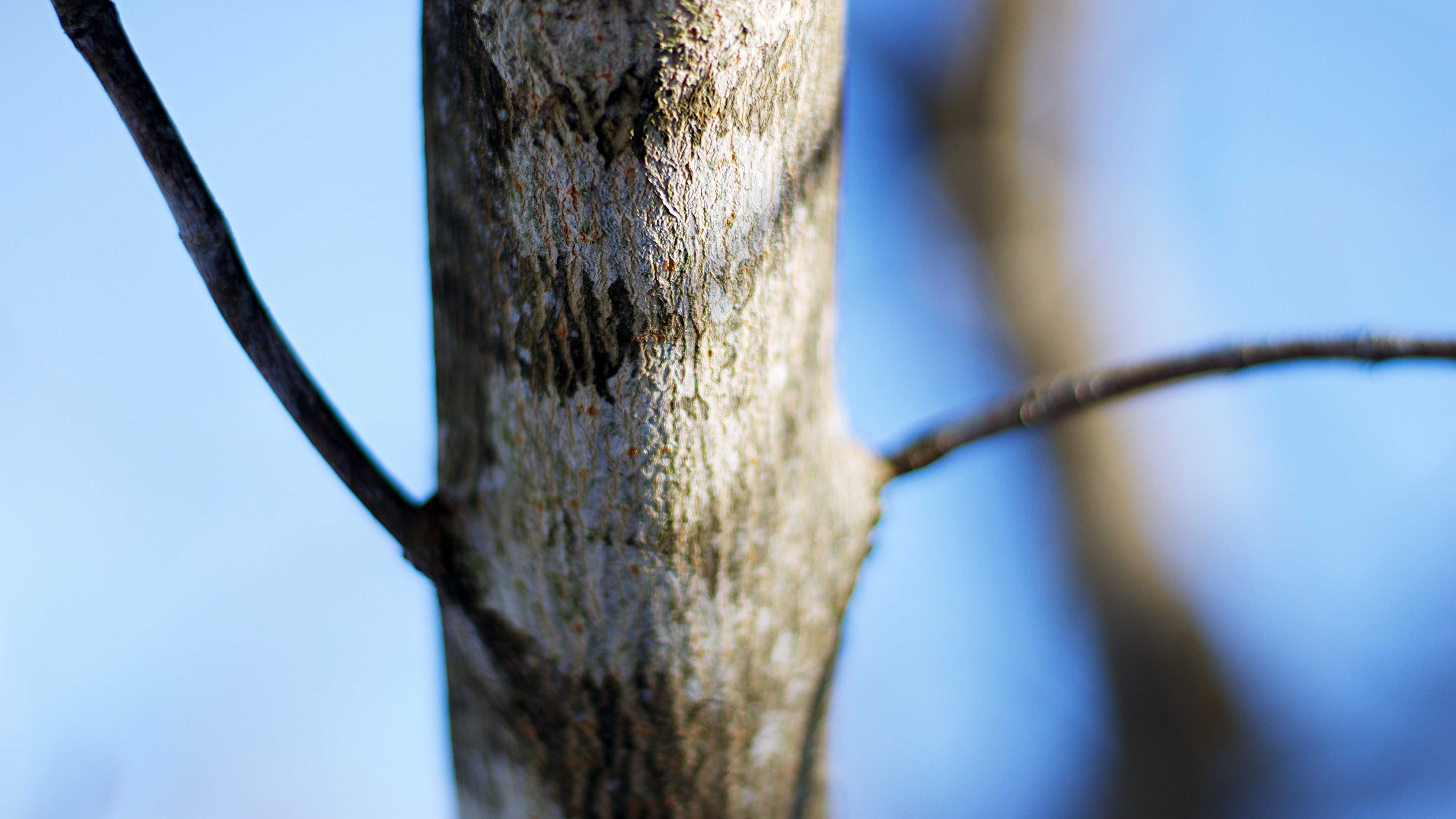 close up bark