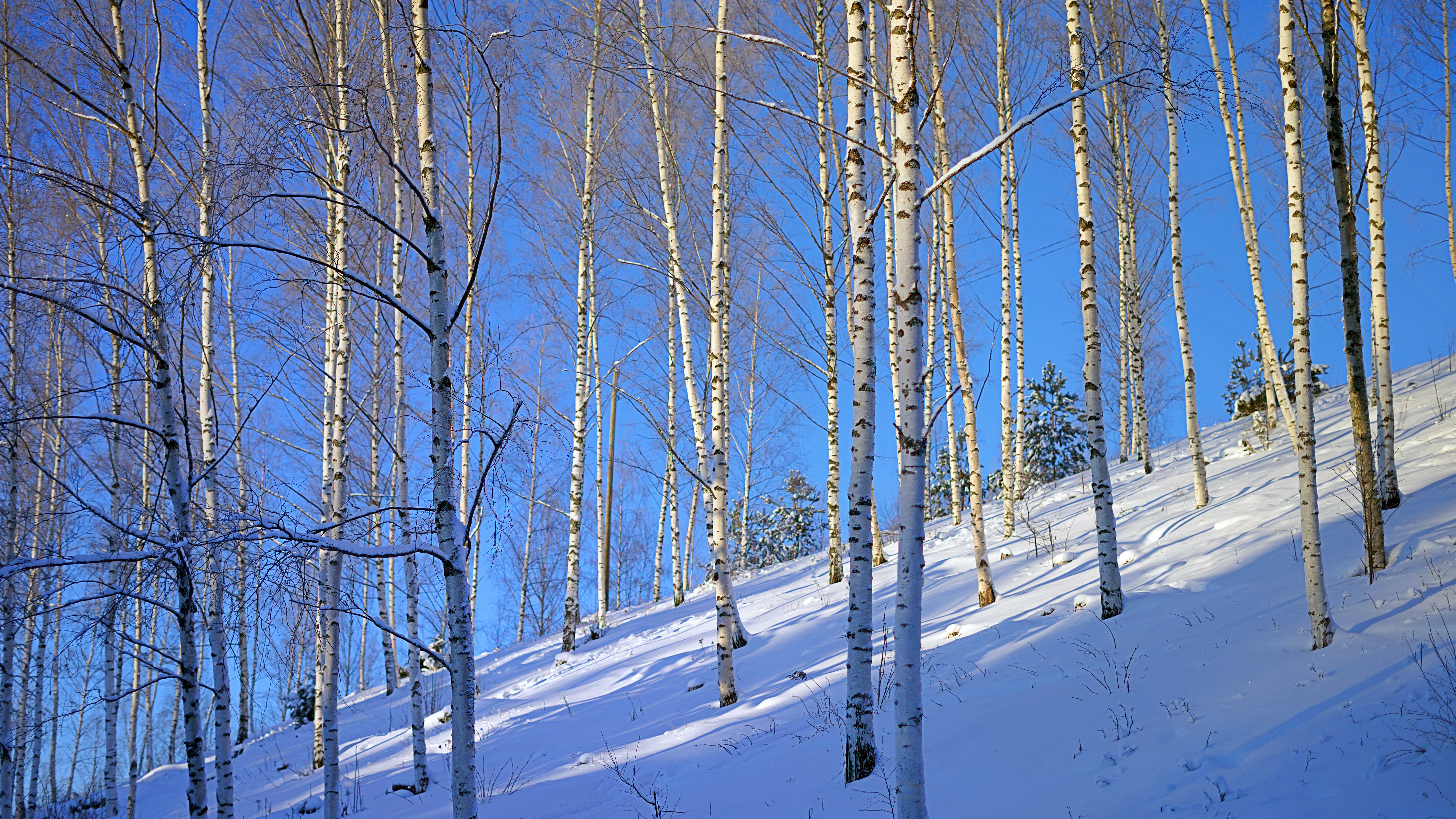 Sony 50mm winter birch forest