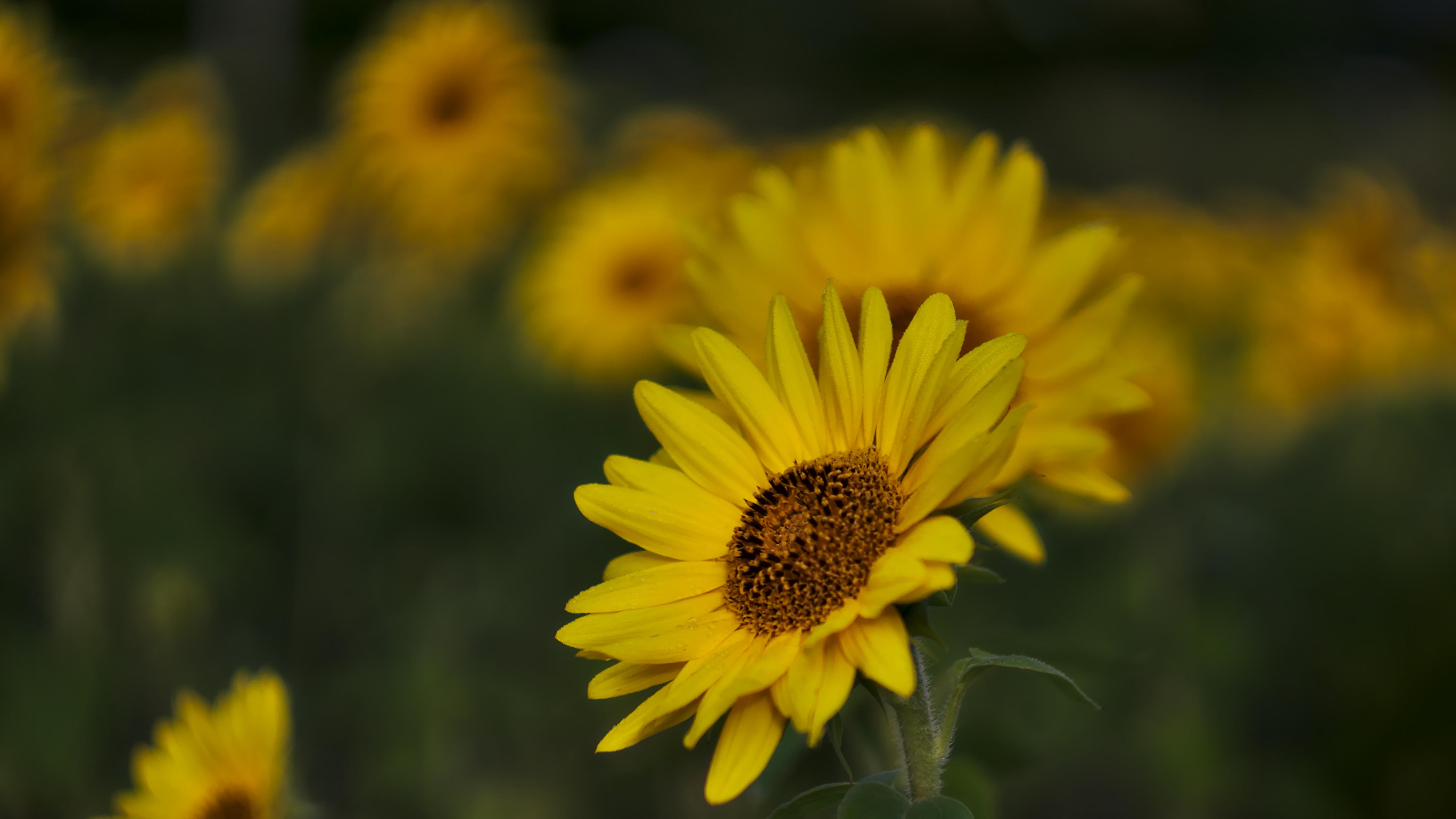 sun flowers