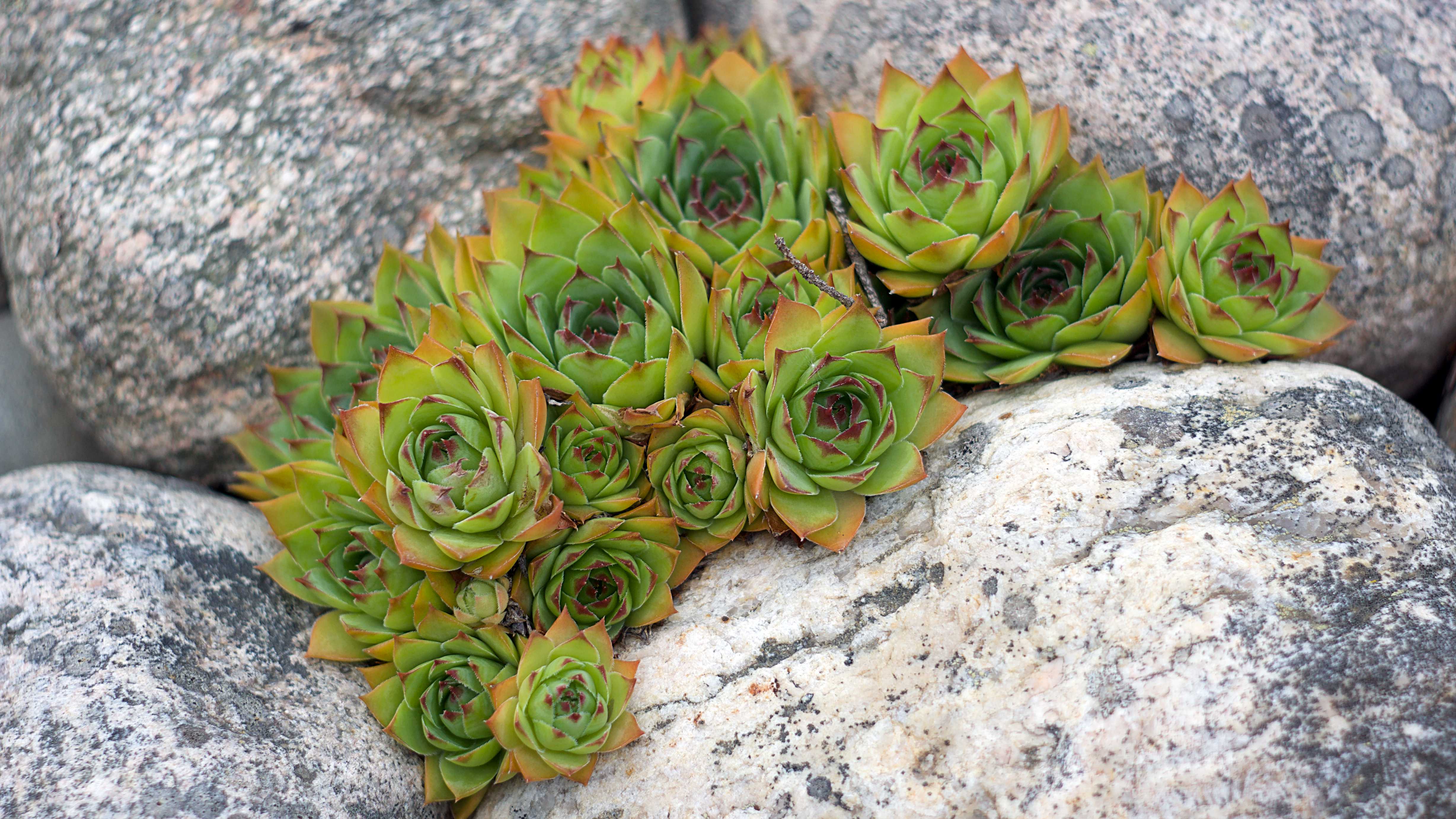rock vegetation